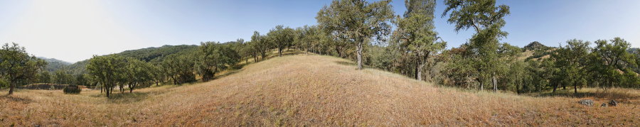 Blue Oak Grassland Near Scherrer Trail