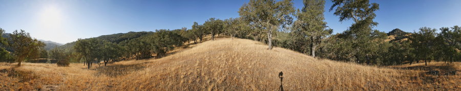 Blue Oak Grassland Near Scherrer Trail