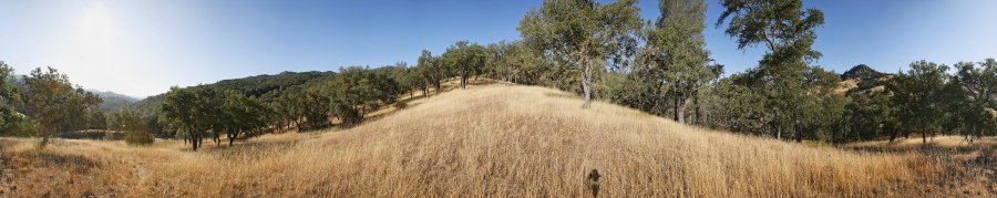 Blue Oak Grassland Near Scherrer Trail