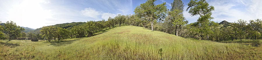 Blue Oak Grassland Near Scherrer Trail