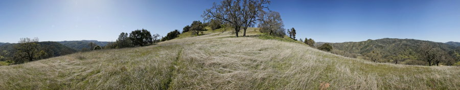 Oak Grassland Near Jackass Trail