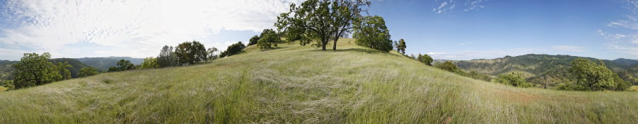 Oak Grassland Near Jackass Trail