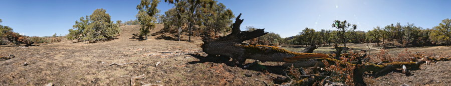 A Fallen Oak On The Thomas Addition 