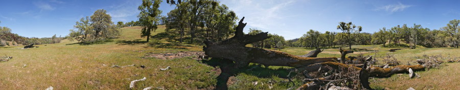 A Fallen Oak On The Thomas Addition 