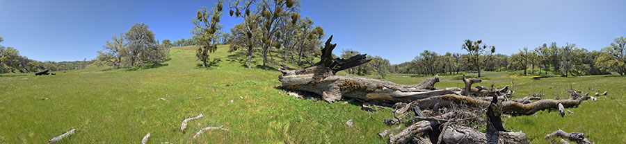 A Fallen Oak On The Thomas Addition