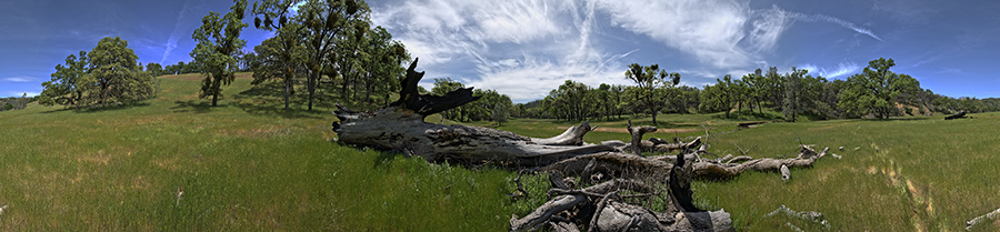 A Fallen Oak On The Thomas Addition