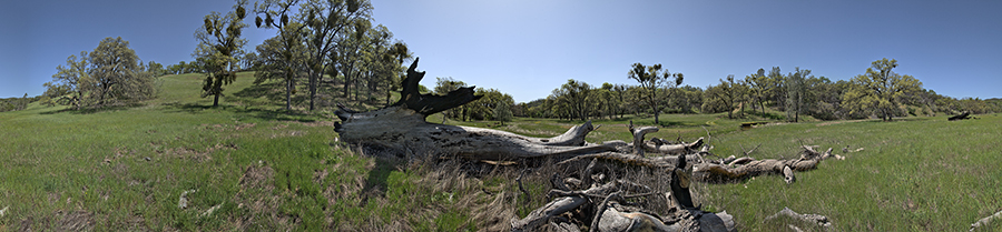 A Fallen Oak On The Thomas Addition