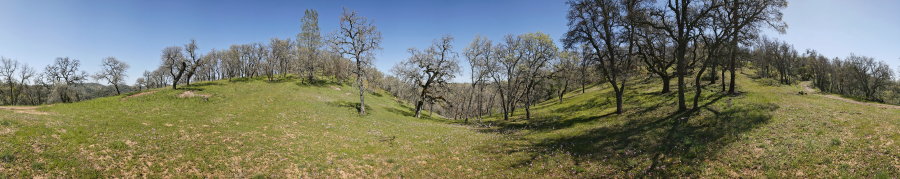 Oak Grassland Near Crest Trail