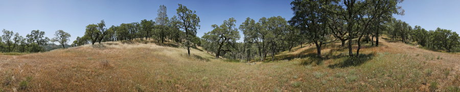 Oak Grassland Near Crest Trail