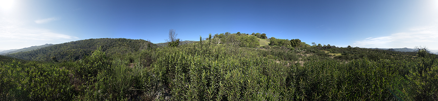 Burned Chaparral Area On Pacheco Ridge