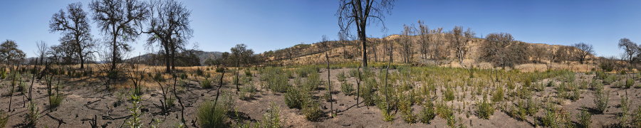 Along Ridge North Of Robison Creek