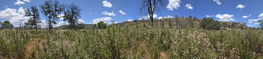 Along Ridge North Of Robison Creek